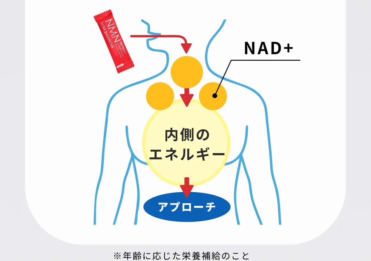 NMNが内側のエネルギーNAD+にアプローチするイメージ図